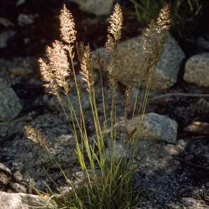 Koeleria macrantha