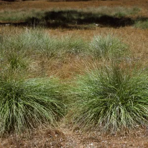Muhlenbergia rigens