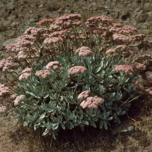 Eriogonum giganteum var. formosum