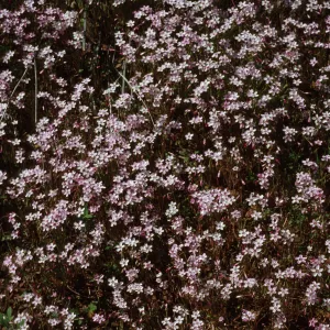 Claytonia exigua var exigua