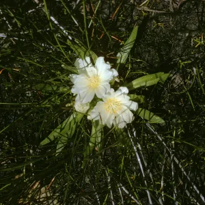 Lewisia hevadousis