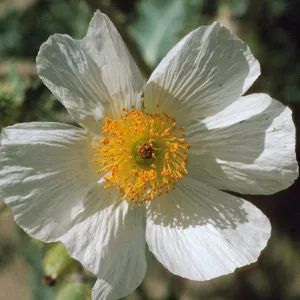 Argemone