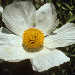 Romneya coulteri