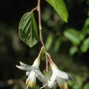 Styrax officinalis var. californicus