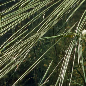Sparganium natans