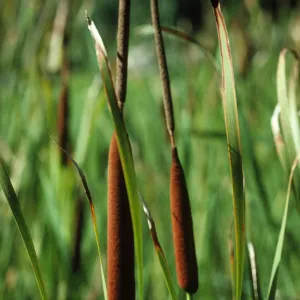 Typha angustifolia