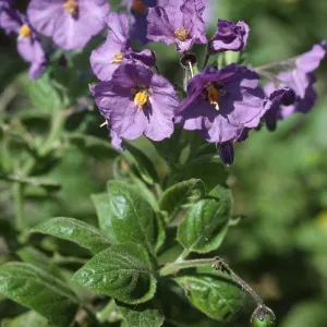Solanum clokeyi