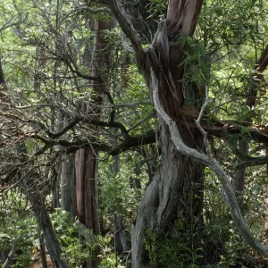 Lyonothomnus floribundus asplenifolius