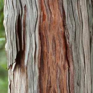 Lyonothomnus bark