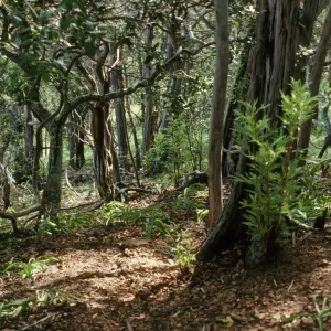 Lyonothomnus stand