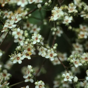 Lyonothomnus