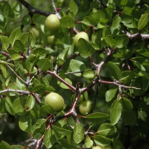 Prunus fremontii