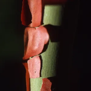 Arbutus bark