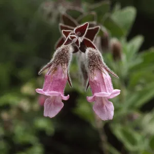 Lepechinia calycina
