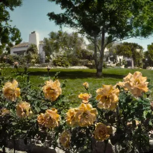Santa Barbara Gardens of the Past - Mission Ridge