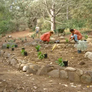 Island Seciton Replanting