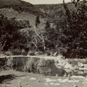 Old Pond