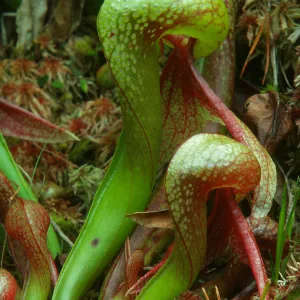 Darlingtonia californica