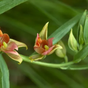 Epipactis gigantea