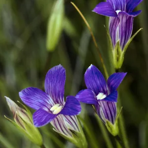 Gentiana holopetala