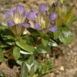 Gentiana oregana
