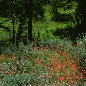 Gilia species