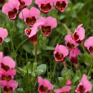 Mimulus douglasii