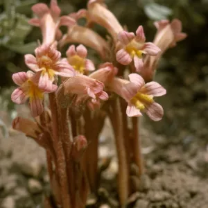 Orobanche fasciculata, Clustered Broomrape