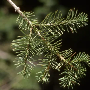 Abies concolor, White Fir
