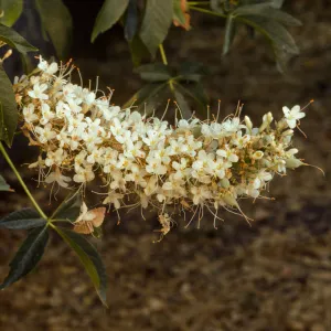 Aesculus californica, California Buckeye