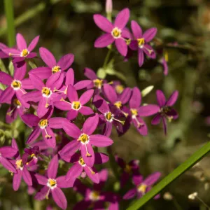 Centaurium venustum