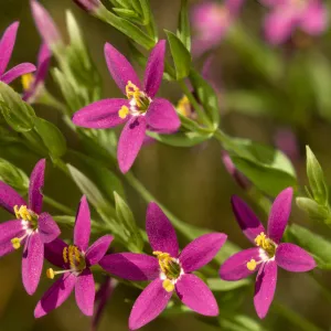 Centaurium venustum