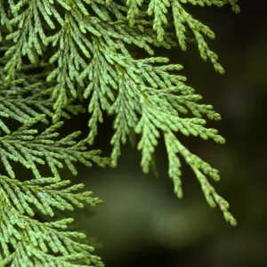 Cupressus lawsoniana, Port Orford Cedar