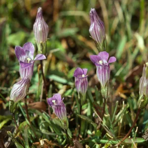 Gentiana holopetala, Sierra Gentian
