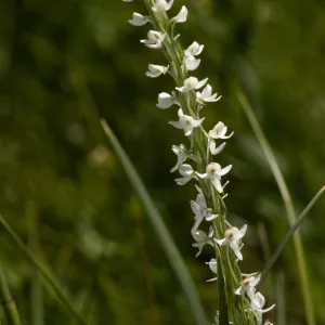 Habenaria sparsiflora, Green Rein Orchid
