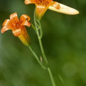 Lilium parvum, Sierra Tiger Lily
