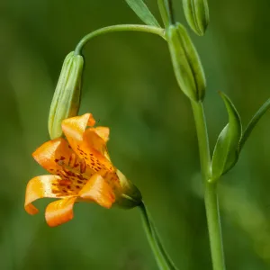 Lilium parvum, Sierra Tiger Lily