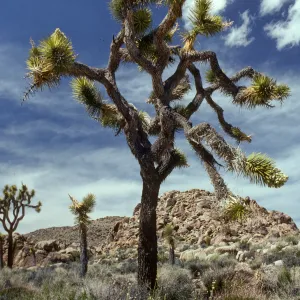Yucca brevifolia, Joshua Tree