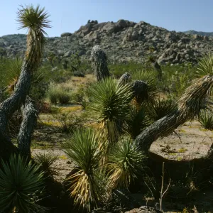 Yucca brevifolia, Joshua Tree