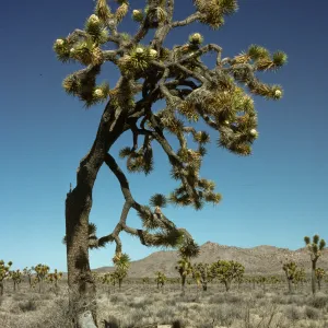 Yucca brevifolia, Joshua Tree