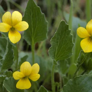 Viola purpurea, Mountain Violet