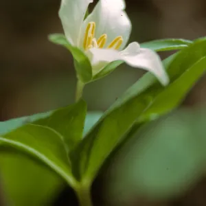 Trillium ovatum, Coast Trillium