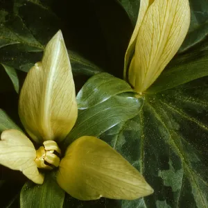 Trillium chloropetalum