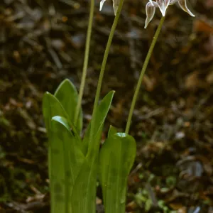 Scoliopus bigelovii, Fetid Adder's Tongue