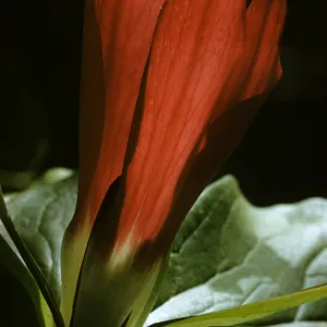 Trillium chloropetalum