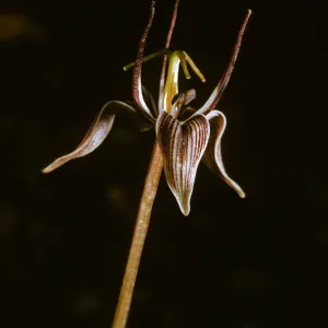 Scoliopus bigelovii, Fetid Adder's Tongue