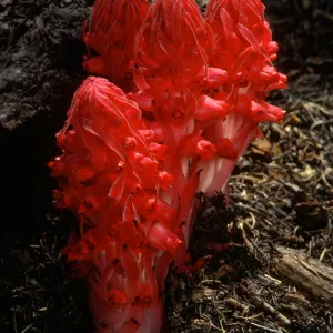 Sarcodes sanguinea, Snow Plant
