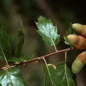 Hybrid Quercus kelloggii & Quercus wislizenii