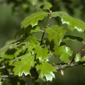 Quercus kelloggii