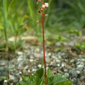 Pyrola asarifolia